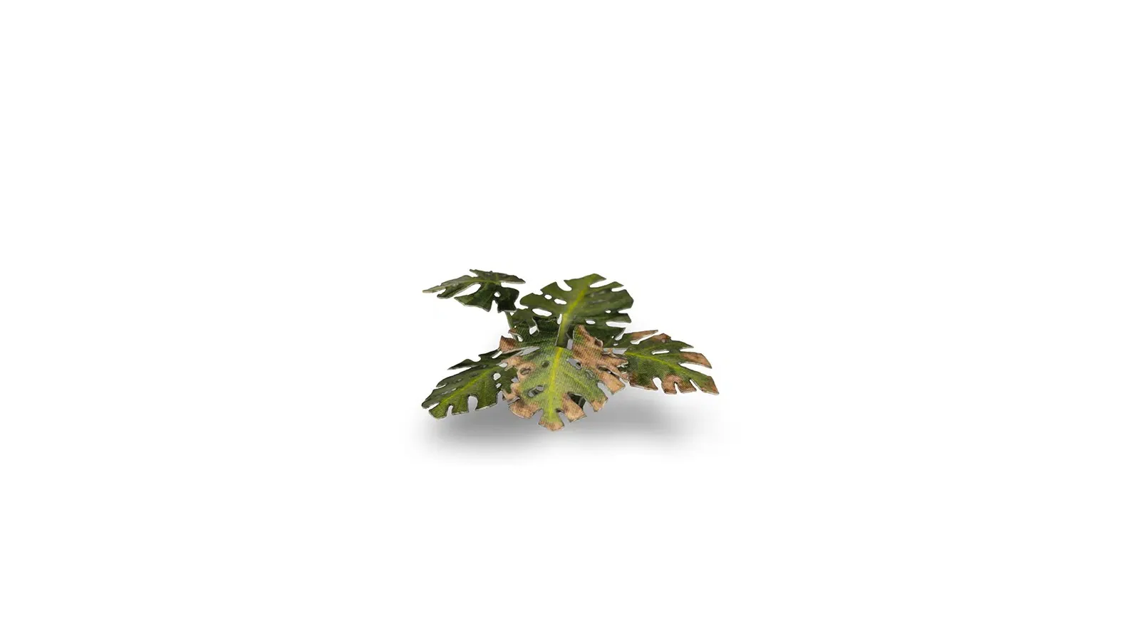 Laser Plants - Monstera - Image 4