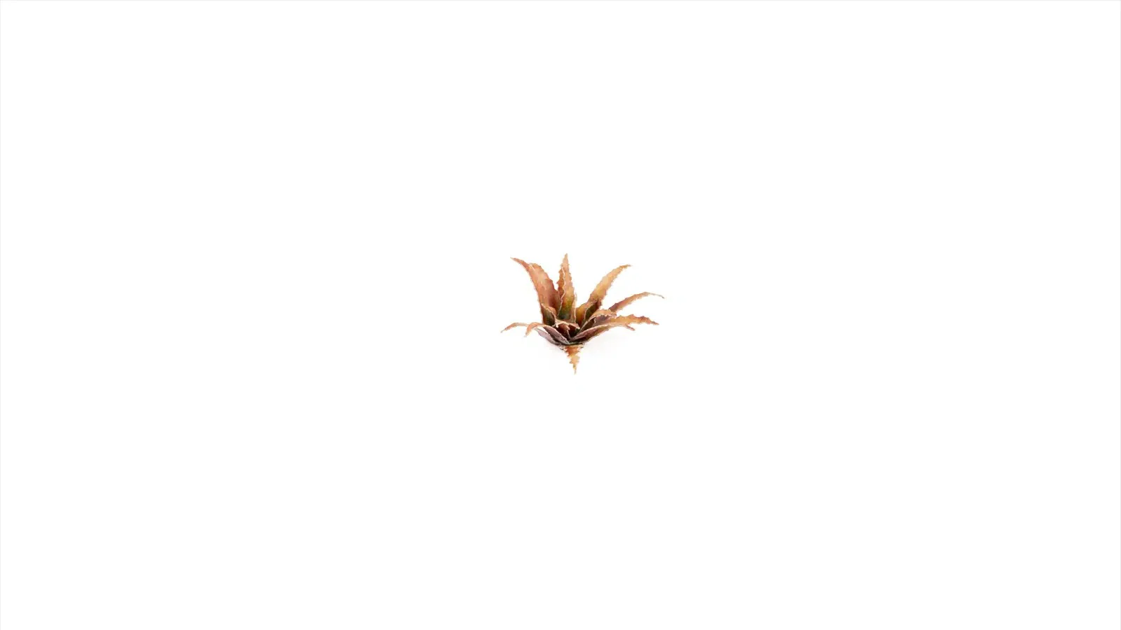 Laser Plants - Red Aloe - Image 3
